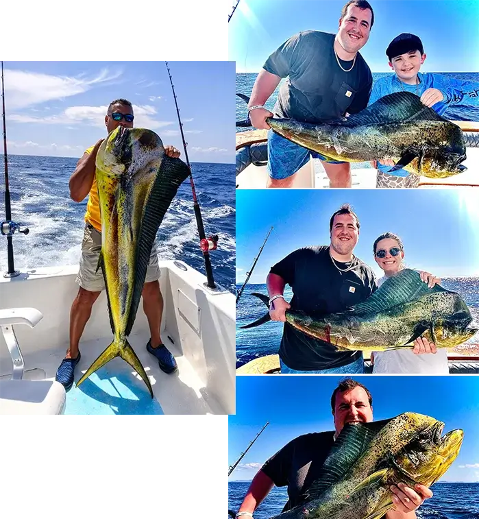 mahi mahi