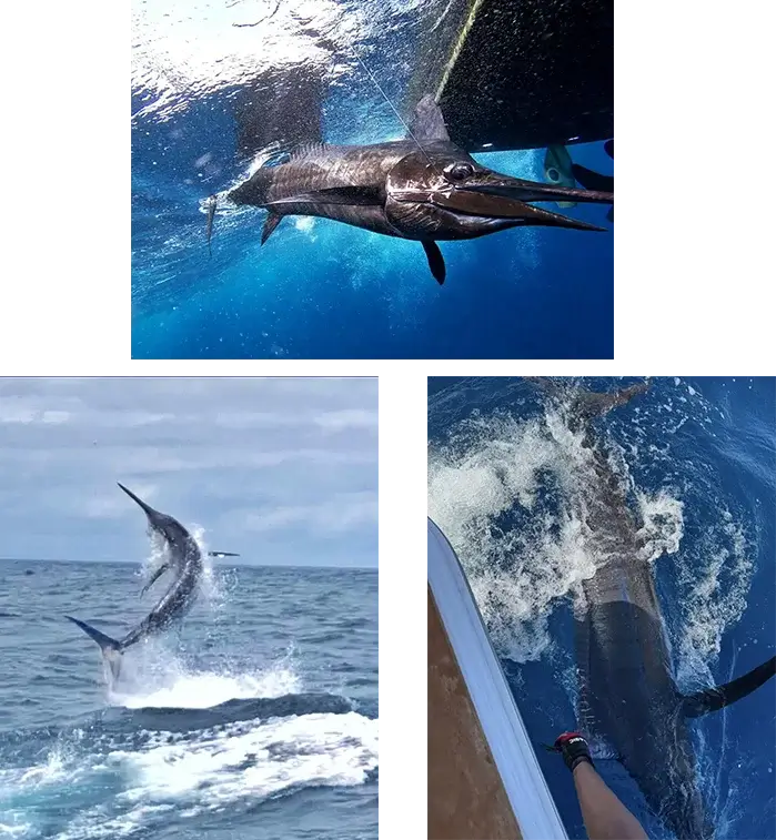 marlin