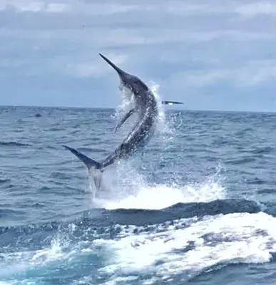 Deep Sea Fishing Guanacaste 2_11zon 1