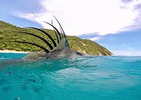 Playa Conchal Fishing Charters