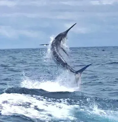 Playa Flamingo Fishing Charters Costa Rica 4_11zon 1