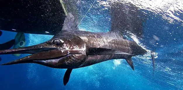 Playa Flamingo Fishing Charters Costa Rica 6_11zon 1