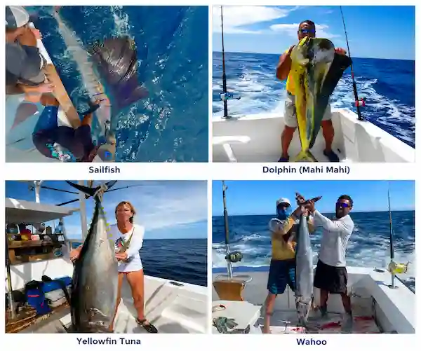 Offshore species in Playa Conchal