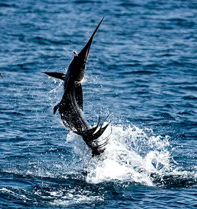 Fishing Las Catalinas Costa Rica 3_11zon 1