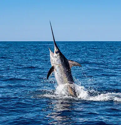 Fishing Las Catalinas Costa Rica 4_11zon 1