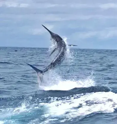 Papagayo Fishing Charters in Costa Rica