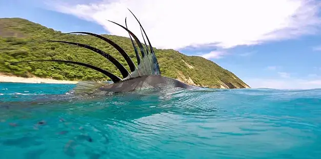 Papagayo Fishing Charters in Costa Rica