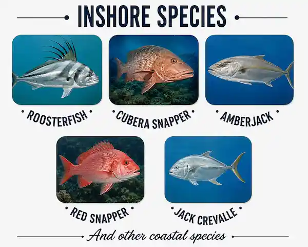 Inshore species in Papagayo