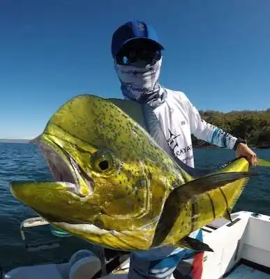 mahi