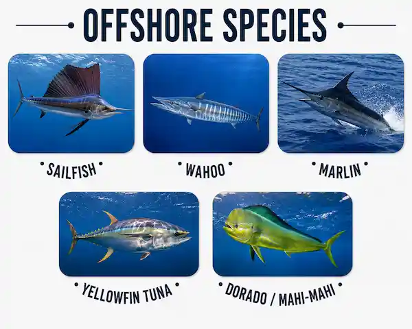 Offshore fishing species in Papagayo