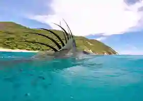 Papagayo Fishing Charters