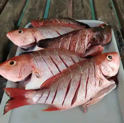 Inshore fishing and BBQ in Papagayo