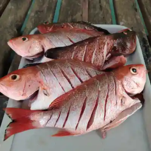 Fishing and BBQ tour in Papagayo