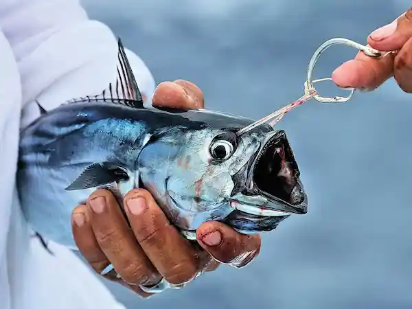 How to catch a roosterfish using live bait in Papagayo Costa Rica
