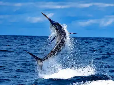 Marlin caught on deep sea fishing in Guanacaste